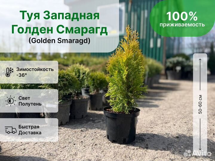 Туя западная Голден Смарагд