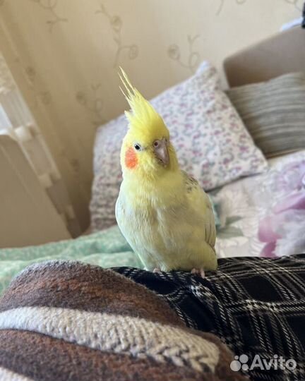 Попугай корелла