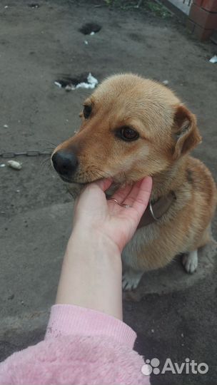 Собака в добрые руки отдам бесплатно