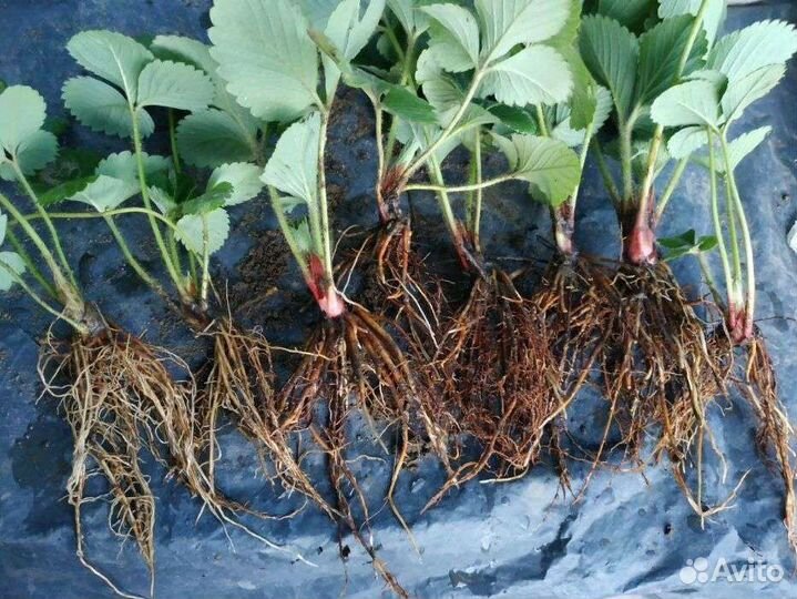 Саженцы клубники