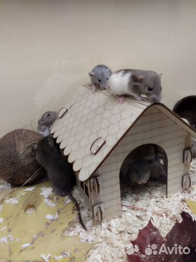 Крысы.крысята.Крыски Дамбо/Клетки