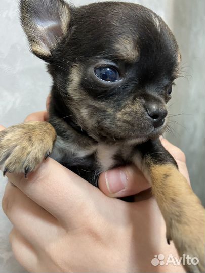 Щенки чихуахуа