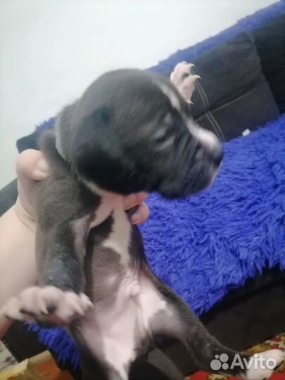 Продается щенок питбультерьера (мальчик)