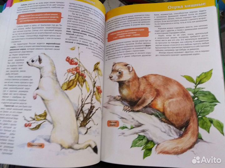 Энциклопедия животных