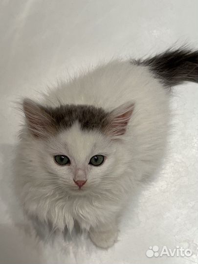 Котёнок