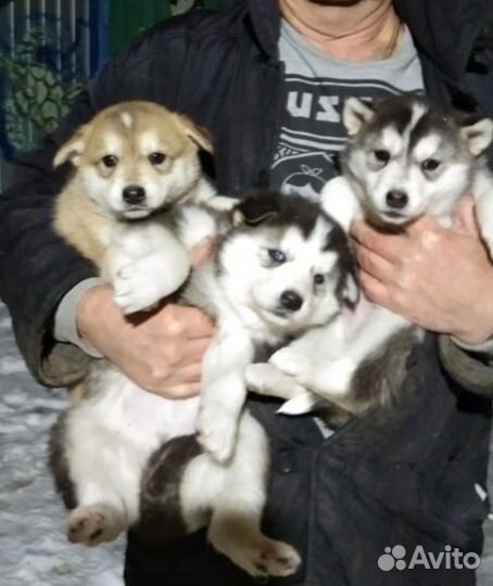 Щенки хаски
