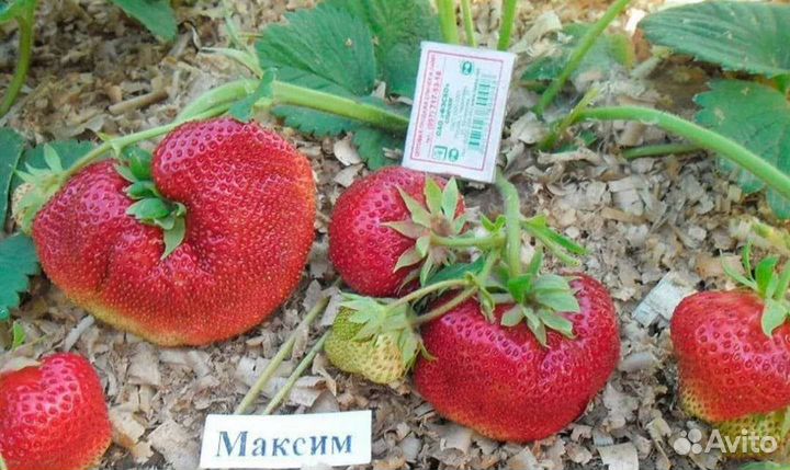 Клубника рассада