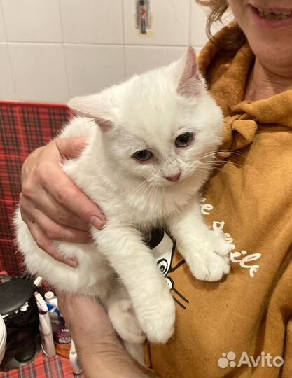Котенок девочка 4 месяца