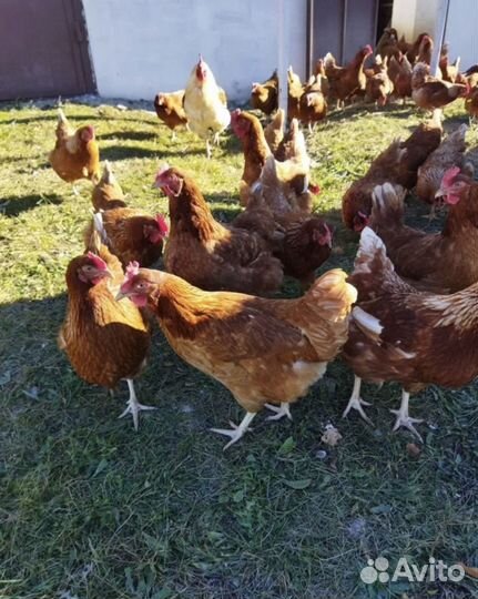 Ломан Браун суточный цыпленок