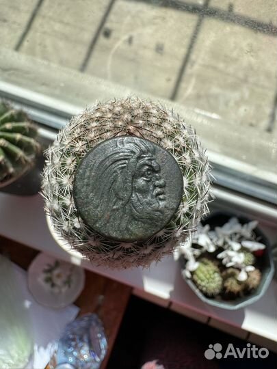 Монета Боспора