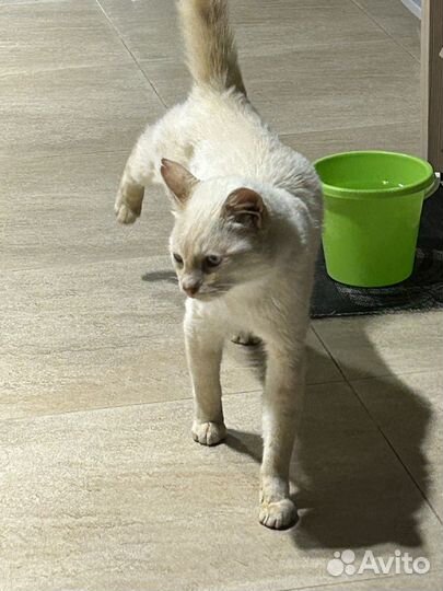 Кошка в дар