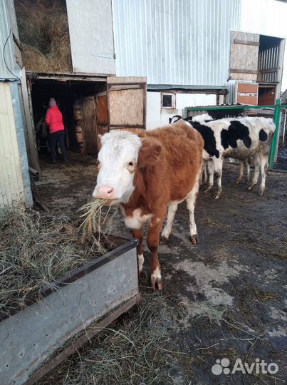 Телёнок (тёлка)