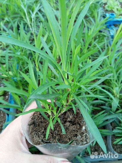 Гвоздика ампельная