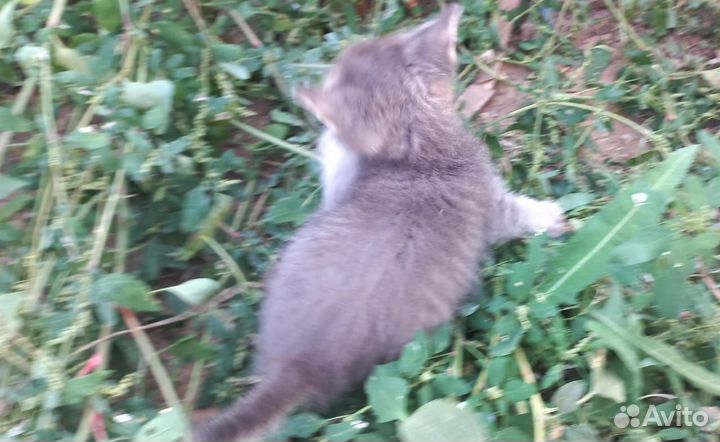 Мальчики в добрые ручки