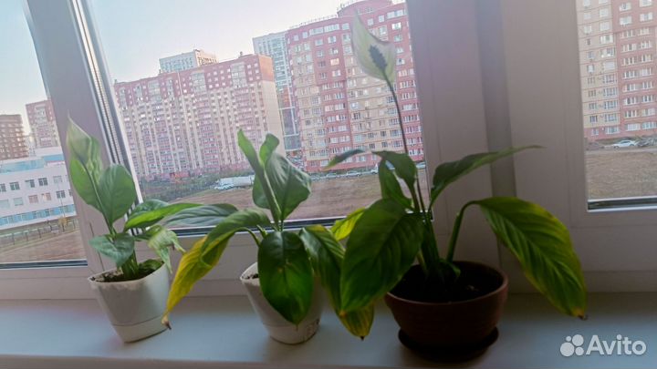 Спатифиллум