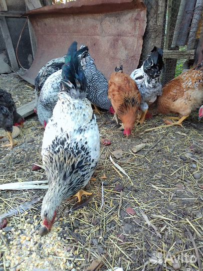 Петушки, молодой петух