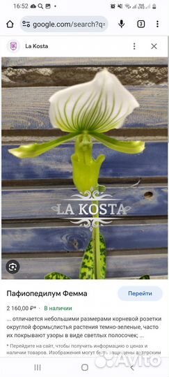 Венерин башмачок зелено-белого цвета