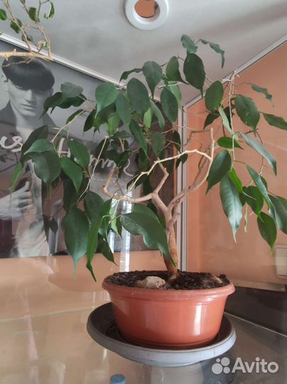 Бонсай, фикус Бенджамина, цветок