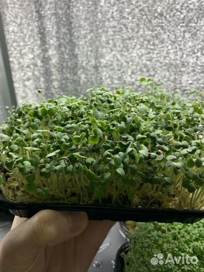 Микрозелень