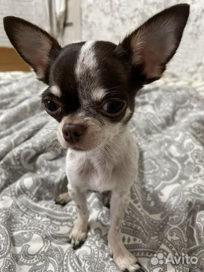 Вязка чихуахуа мальчик