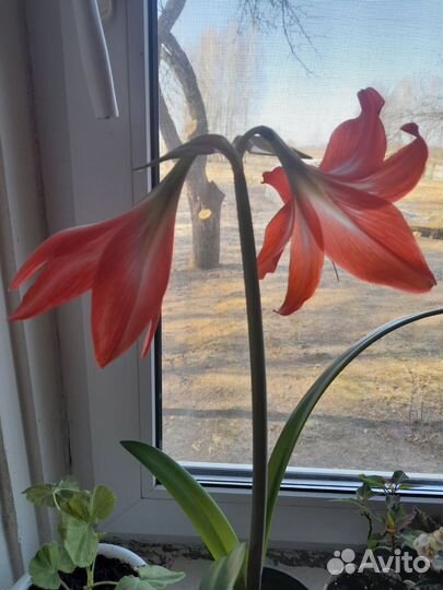 Гиппиаструм