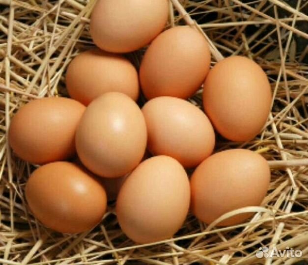 Домашние куриные яйца