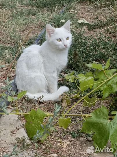 Белые котята