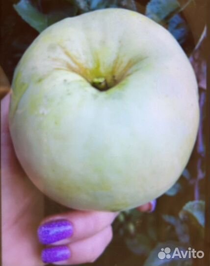 Сельдерей, яблоки, тыквы