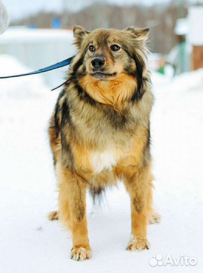 Пушистая красавица из приюта ищет дом