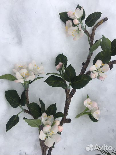 Для фотосессии ветка яблони