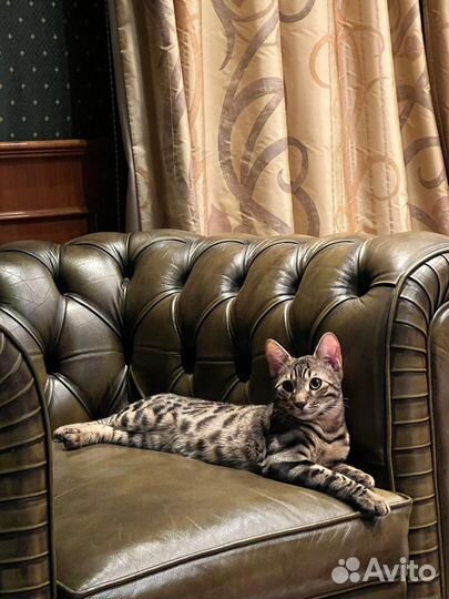 Потерялся кот