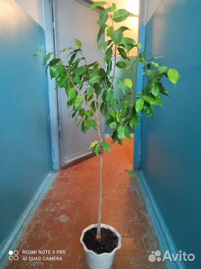 Фикус бенджамина