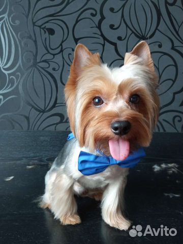 Йоркширский терьер вязка