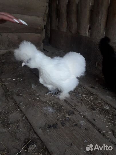 Цыплята китайских шёлковых курочек