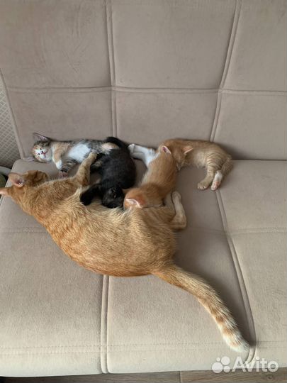 Котята в добрые руки