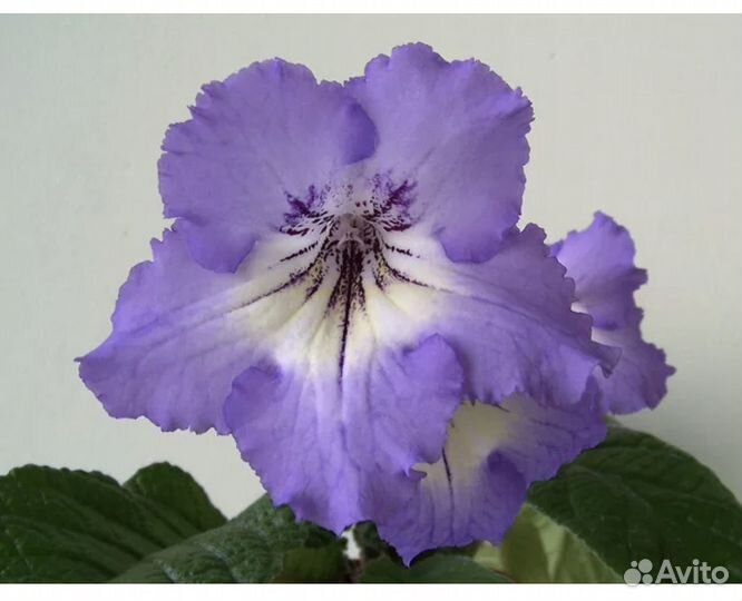 Стрептокарпусы разные