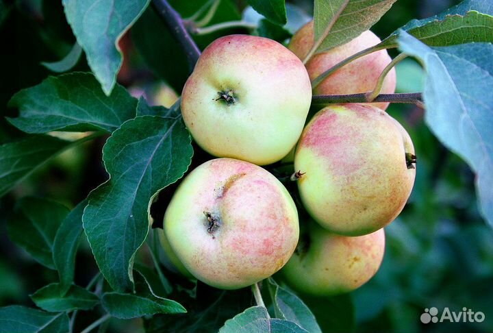 Яблоки ранетки