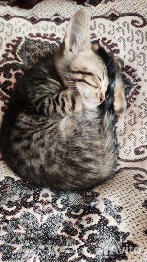 Бенгальская кошка