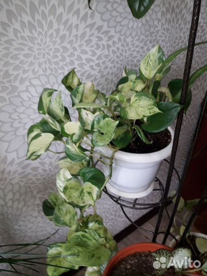 Эпипремнум (сциндапсус)