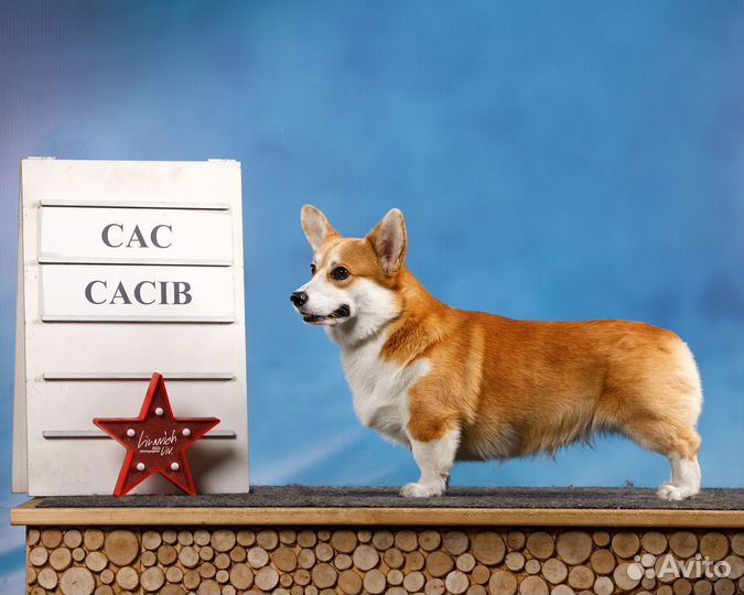 Вельш-корги пемброк вязка, Кобель, Чемпион