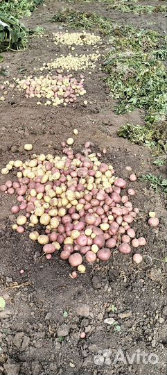 Фермерские продукты