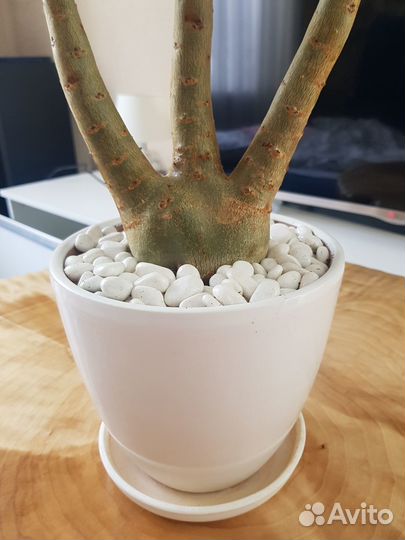 Адениум Арабикум в виде трезубца H-470мм