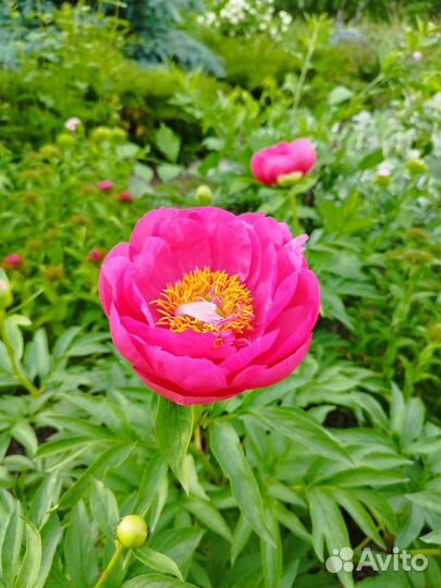 Многолетние садовые растения