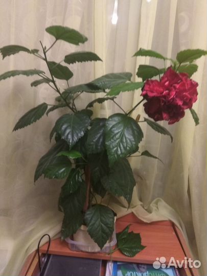 Гибискус китайская роза