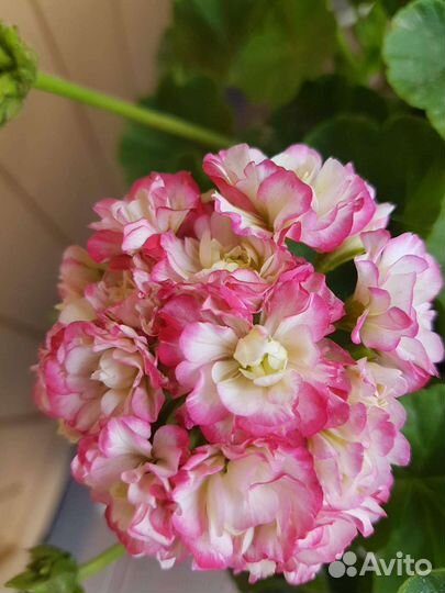 Пеларгония герань Apple blossom rosebud