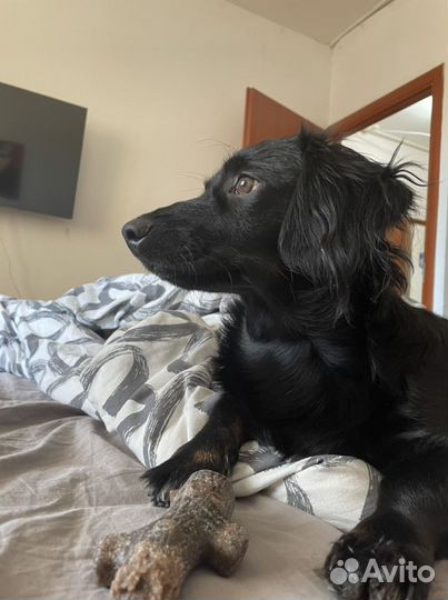 Самец вязка