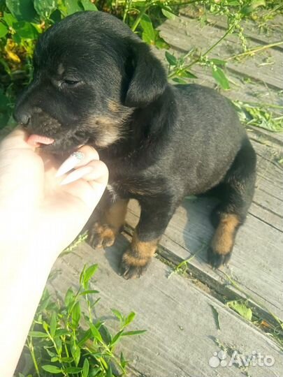 Маленькая собачка в дар