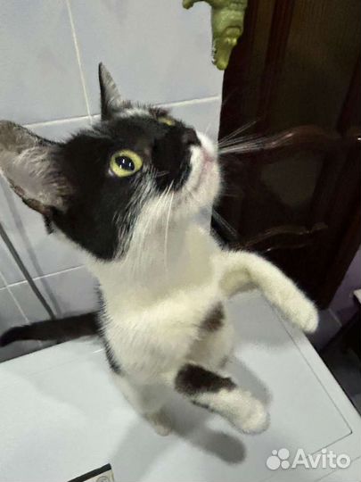 Котенок в добрые руки