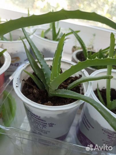 Алоэ вера, алоэ столетник