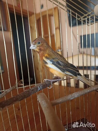 Кенор певчий